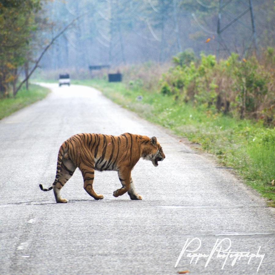 Golden River Of Wild Side Hotel Bardiya Exterior photo